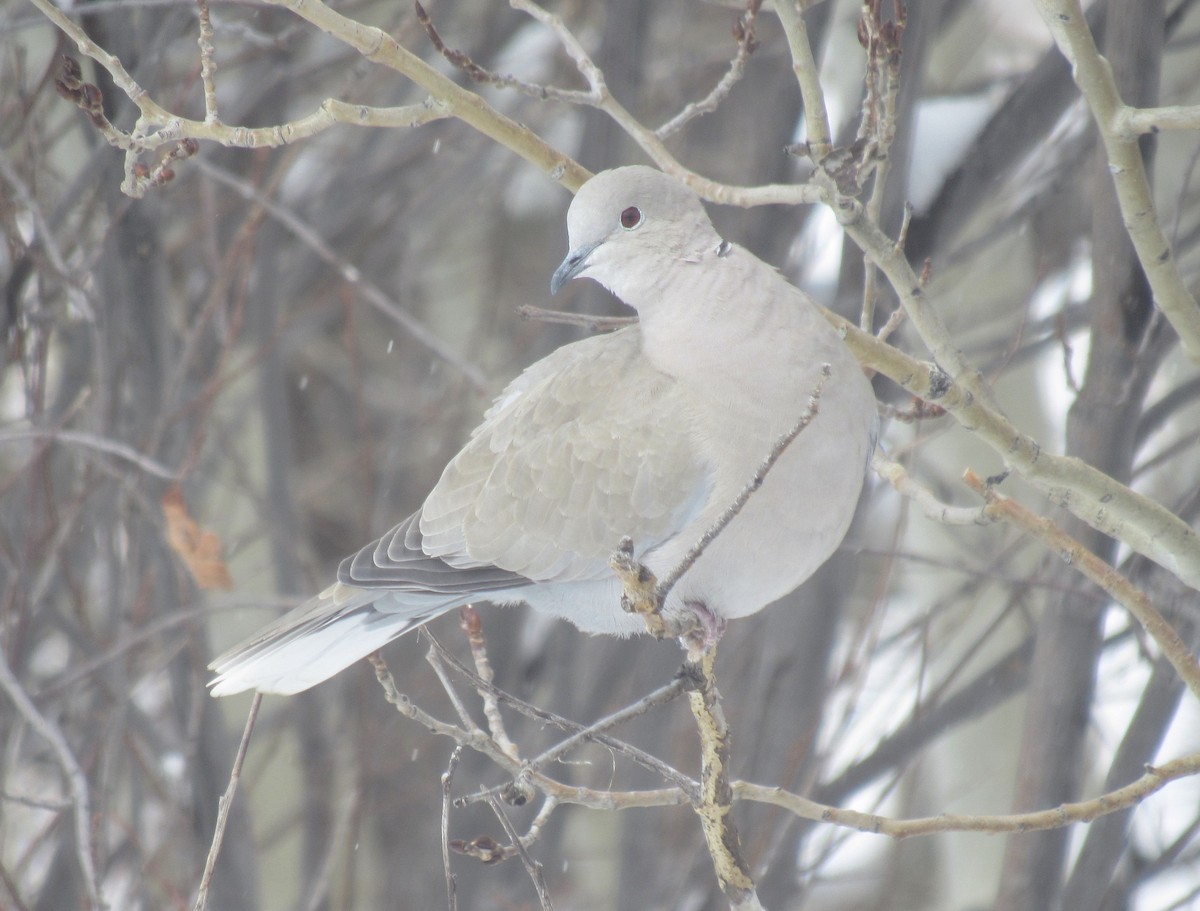 Eurasian Collared-Dove - ML615788950