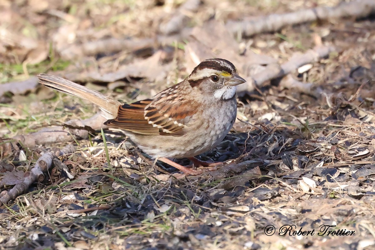 White-throated Sparrow - Robert Trottier