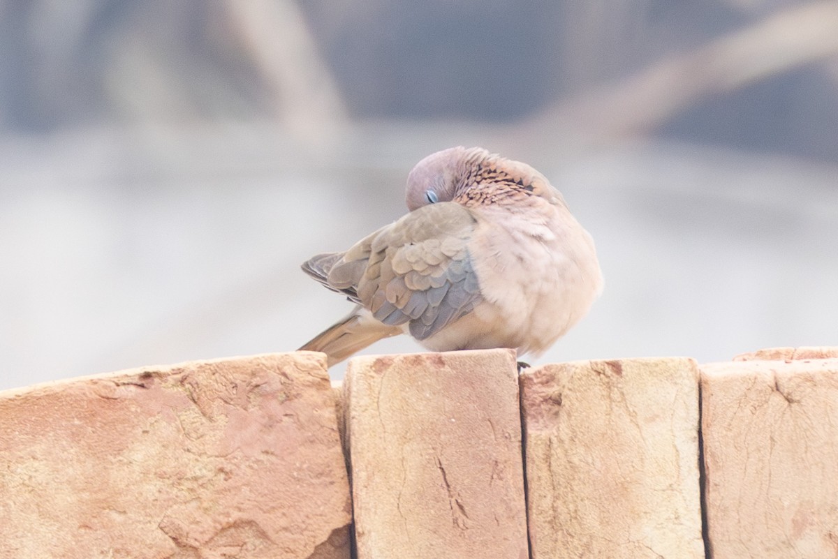 Laughing Dove - ML615789134