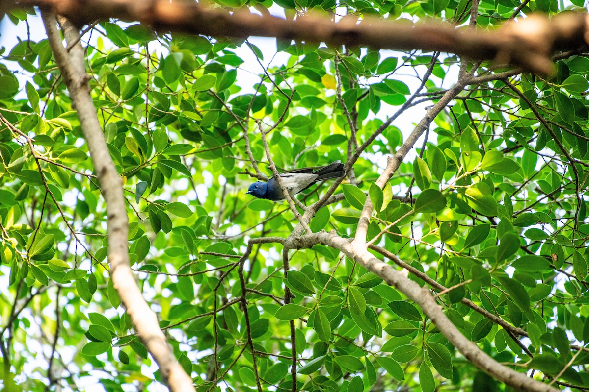 Black-naped Monarch - Isolith Huang