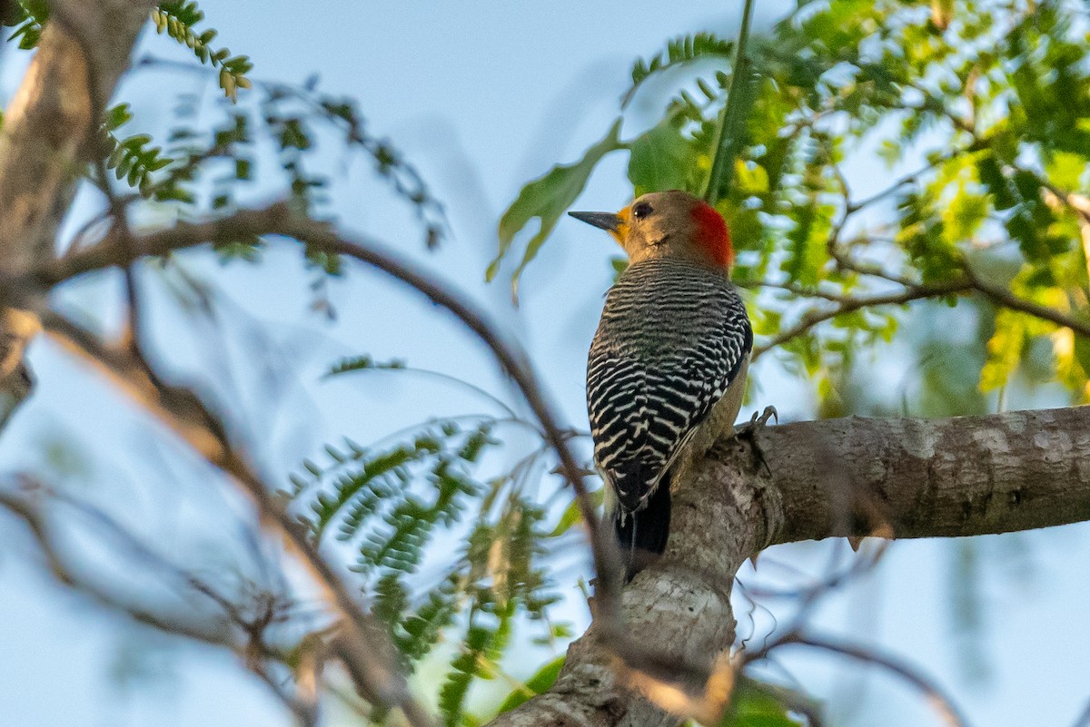 Yucatan Woodpecker - ML615789546