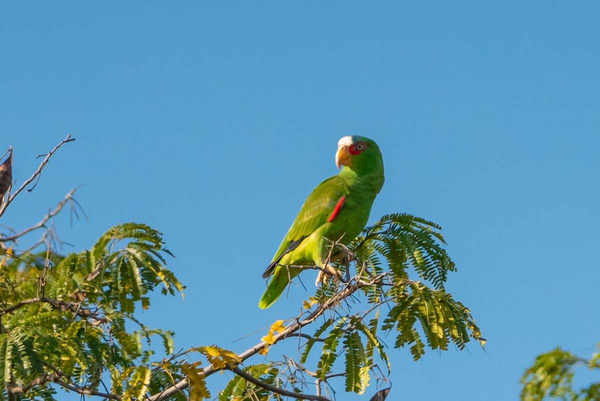 White-fronted Parrot - ML615789572