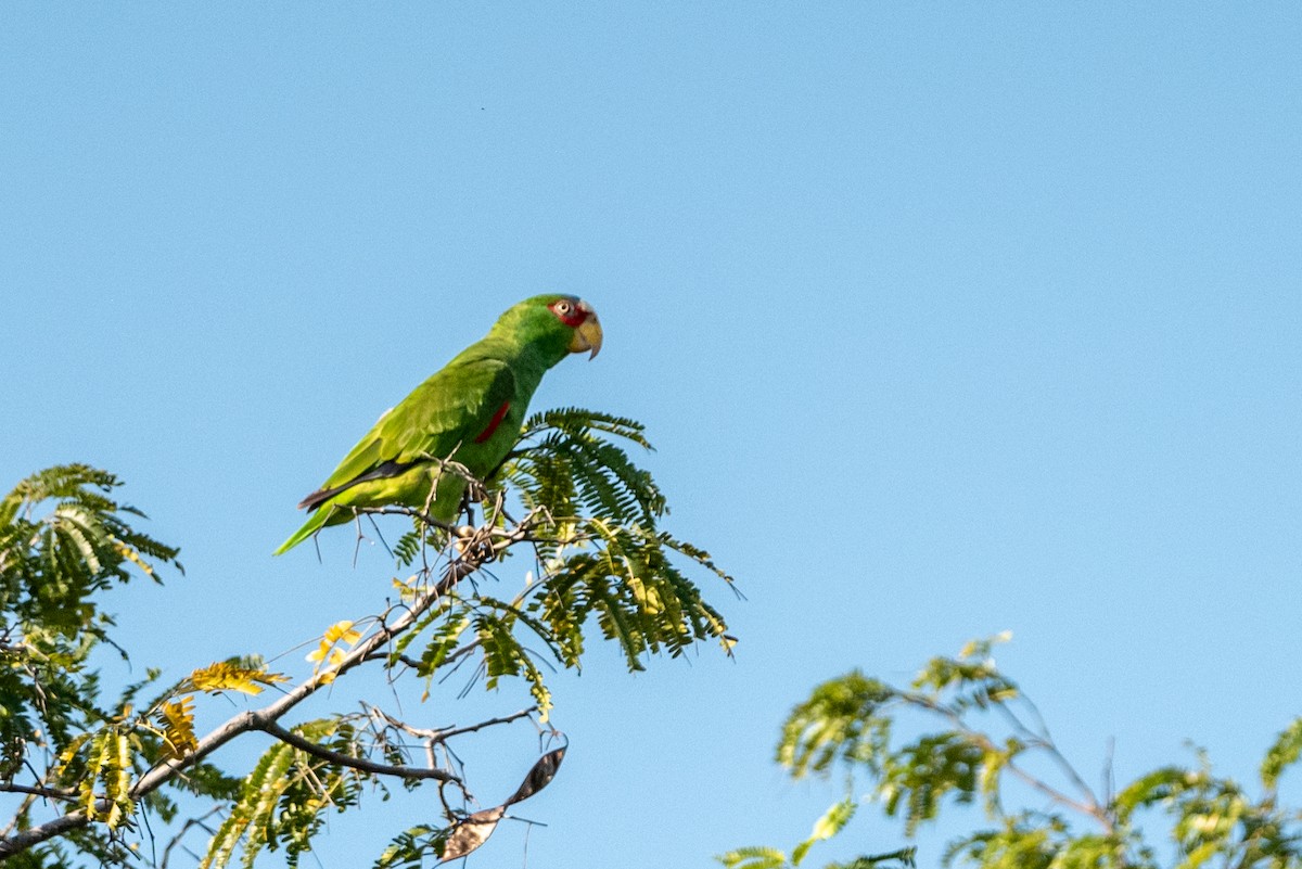 White-fronted Parrot - ML615789573