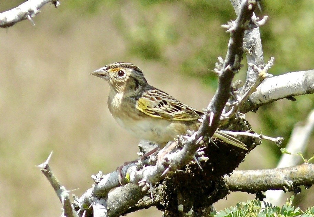Grasshopper Sparrow - ML615789643