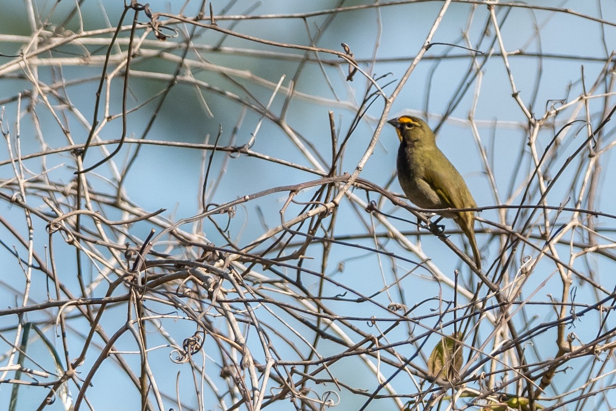 Yellow-faced Grassquit - Layton Rikkers