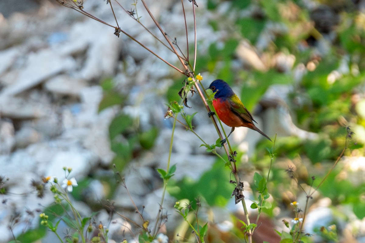 Painted Bunting - ML615789722