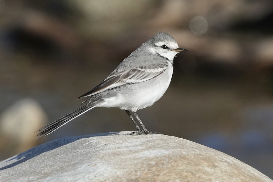 White Wagtail Ocularis Ebird