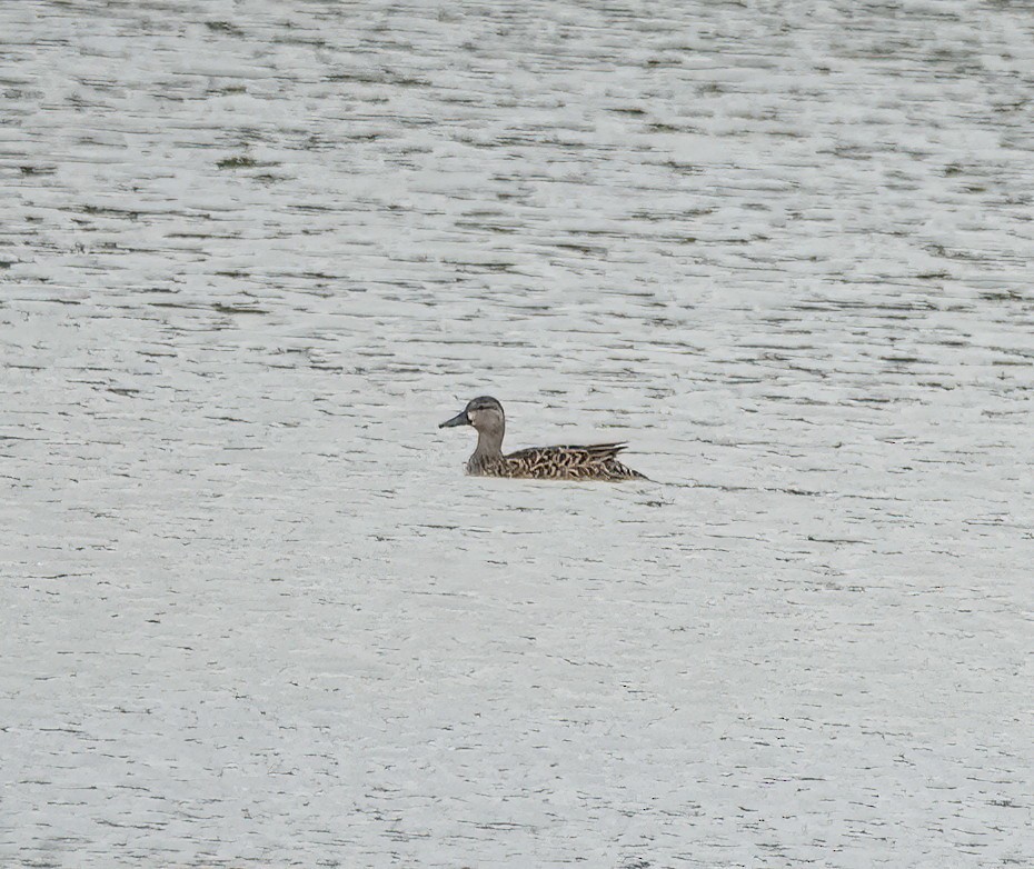 Ebird Checklist - 8 Mar 2024 - Cauley Creek Park - 56 Species