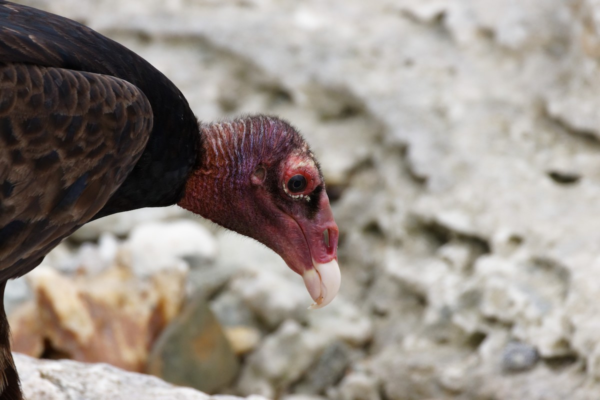 Turkey Vulture - Dennis Butcher
