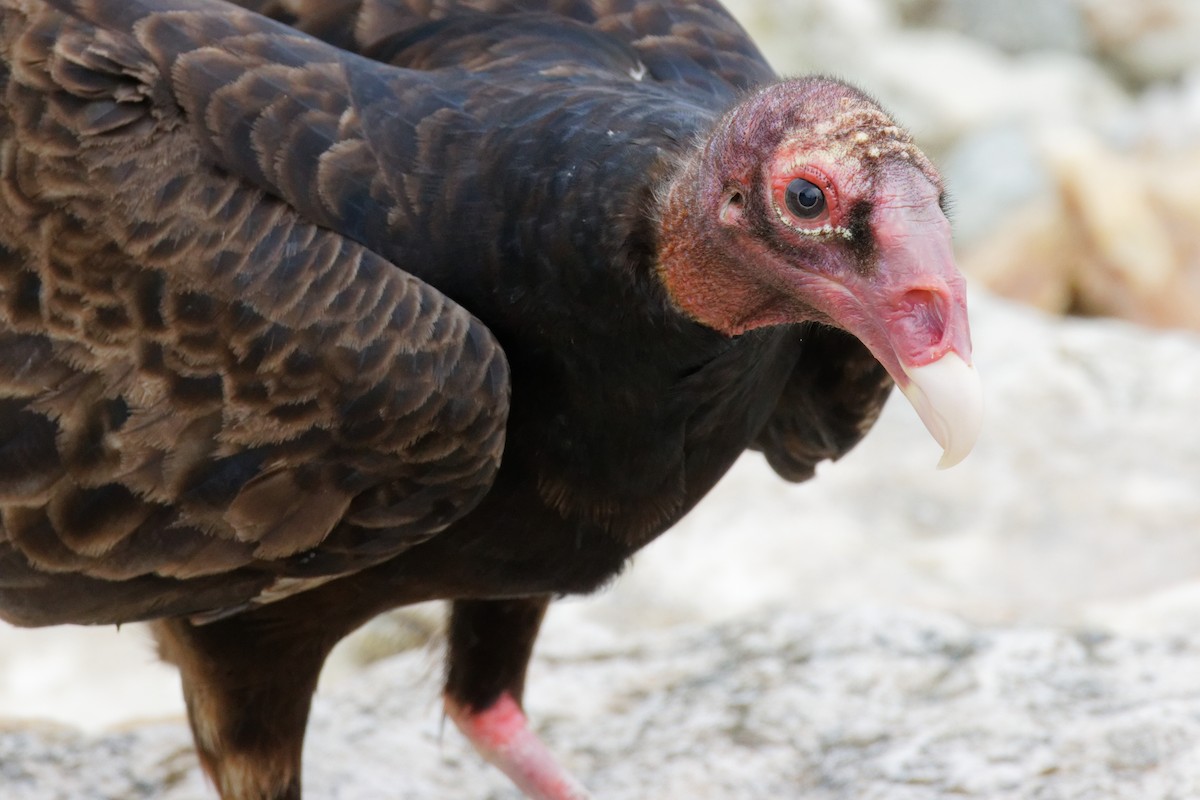 Turkey Vulture - Dennis Butcher