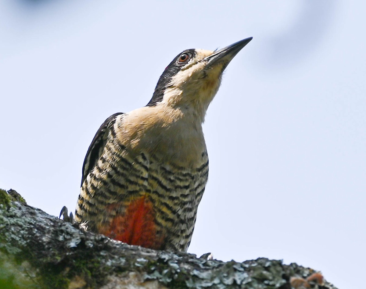 Beautiful Woodpecker - ML615790207
