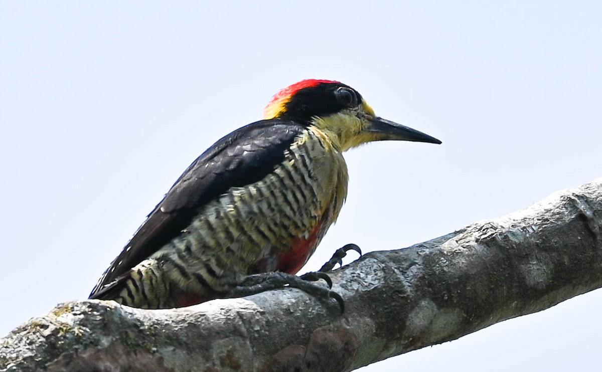 Beautiful Woodpecker - ML615790208