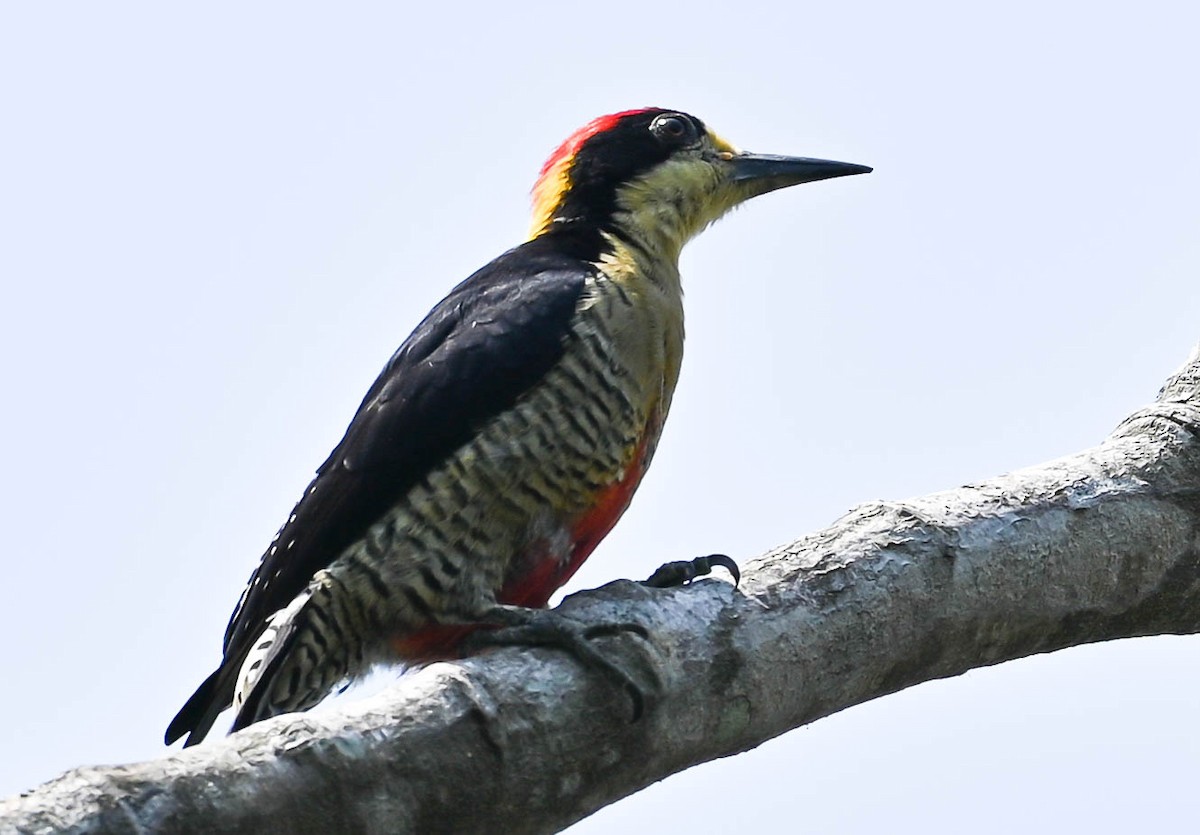 Beautiful Woodpecker - ML615790214