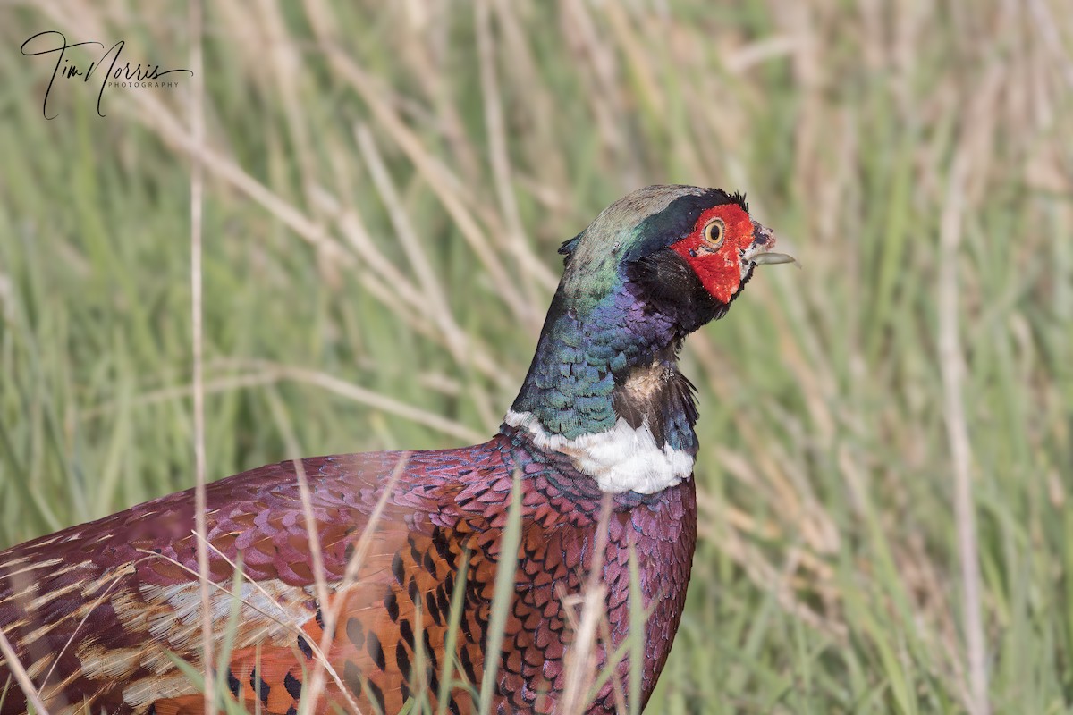 Ring-necked Pheasant - ML615790333