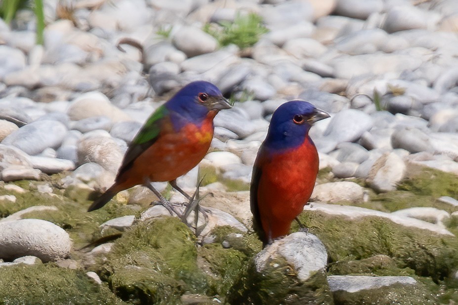 Painted Bunting - ML615790562