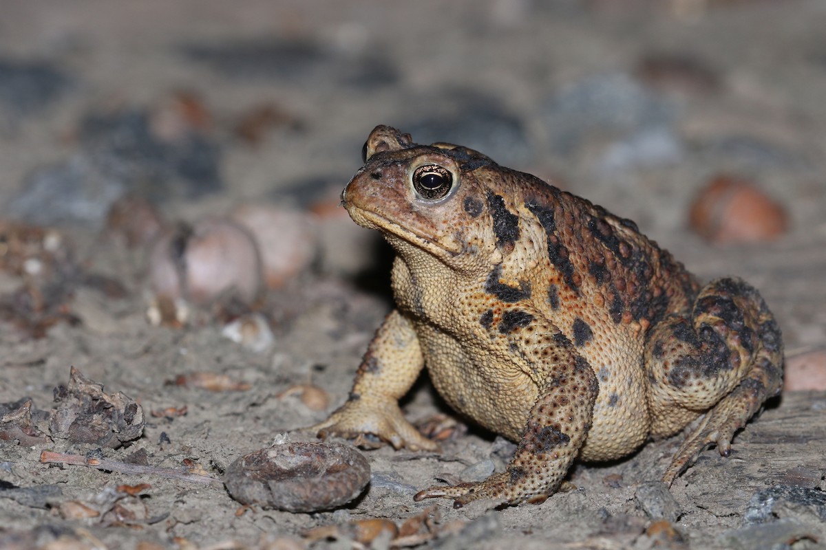 American Toad - ML615790591