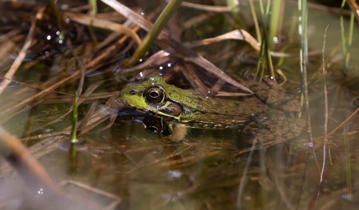 Green Frog - ML615790595