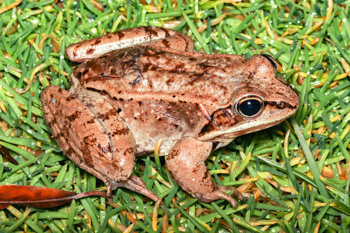 Wood Frog - ML615790597