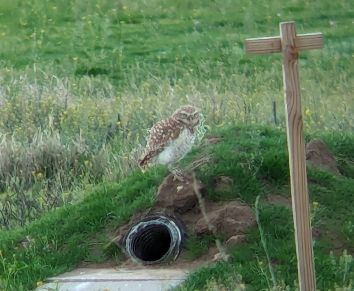 Burrowing Owl - ML615790648