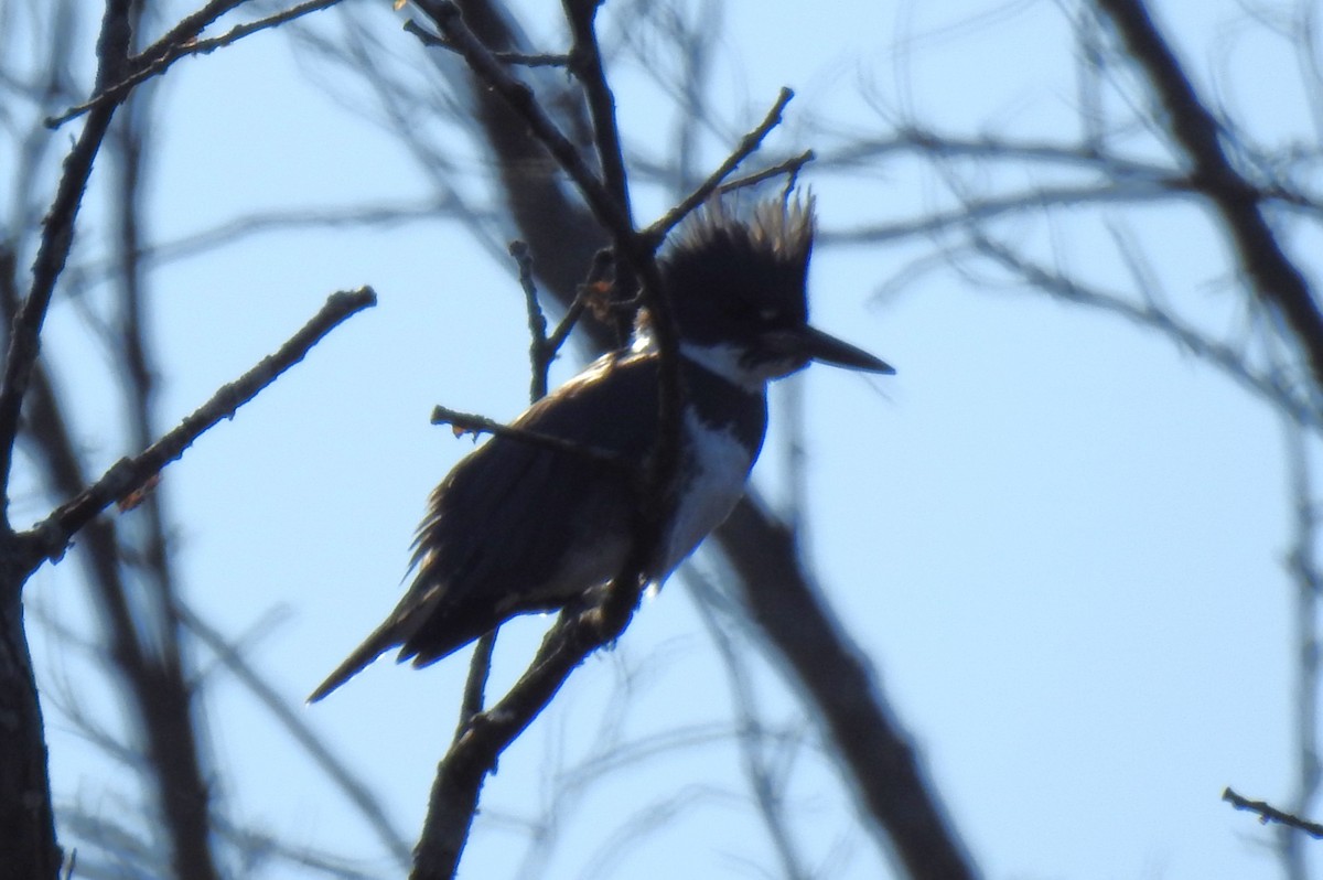Belted Kingfisher - ML615790675