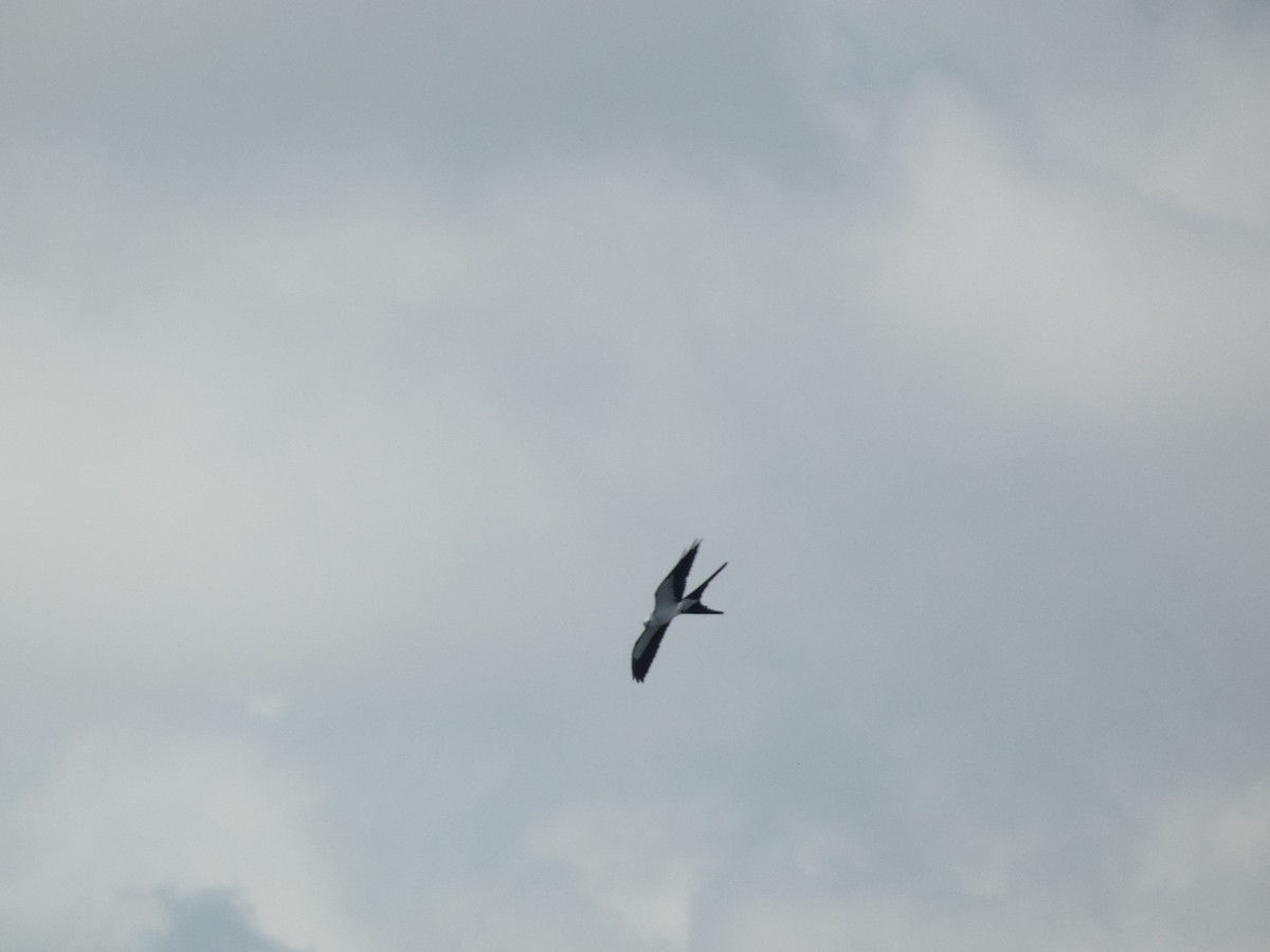 Swallow-tailed Kite - ML615790721