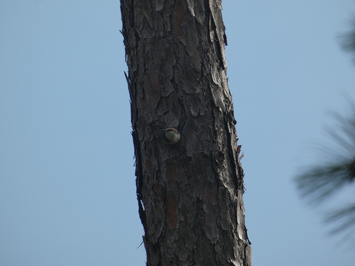 Brown-headed Nuthatch - ML615790732