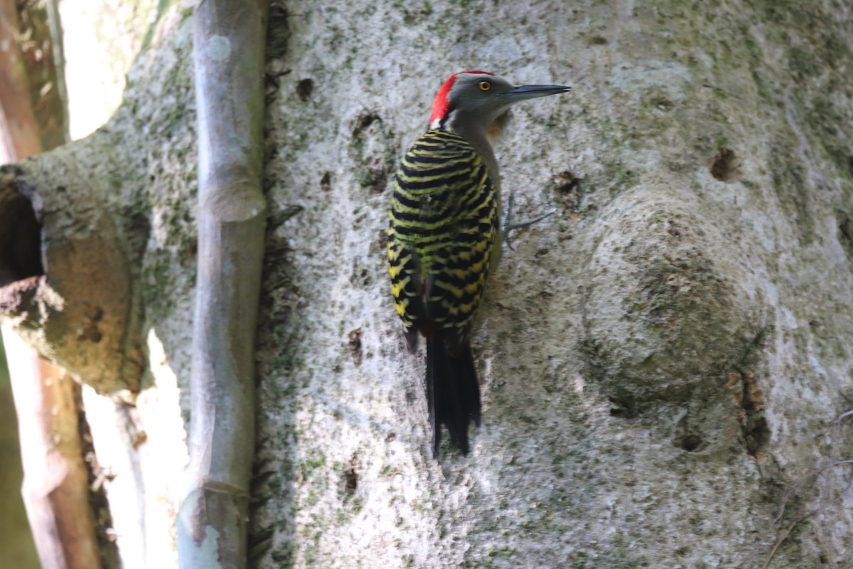 Hispaniolan Woodpecker - ML615790819