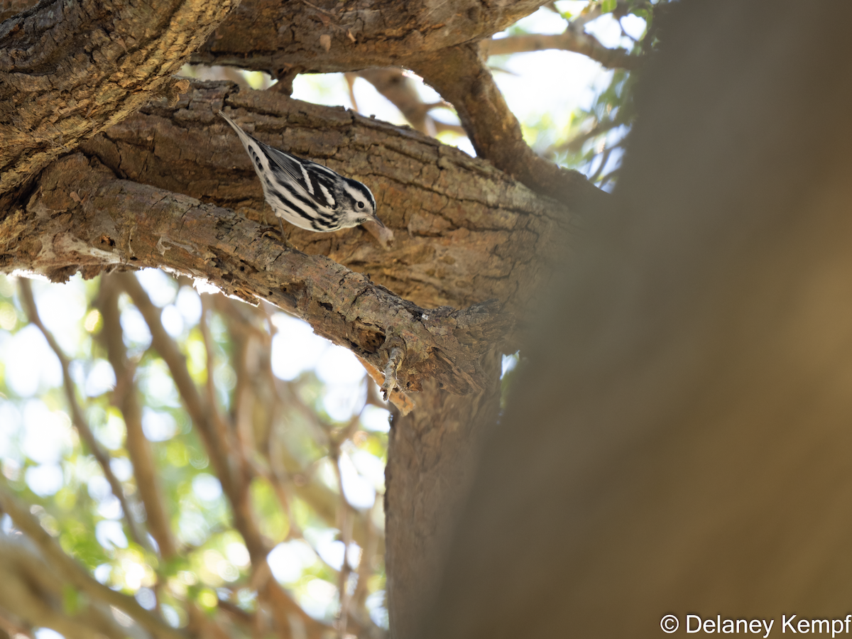 Black-and-white Warbler - ML615790885