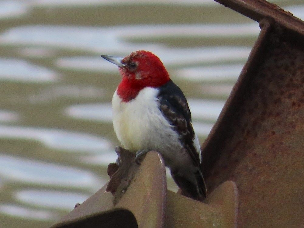 Red-headed Woodpecker - ML615790898