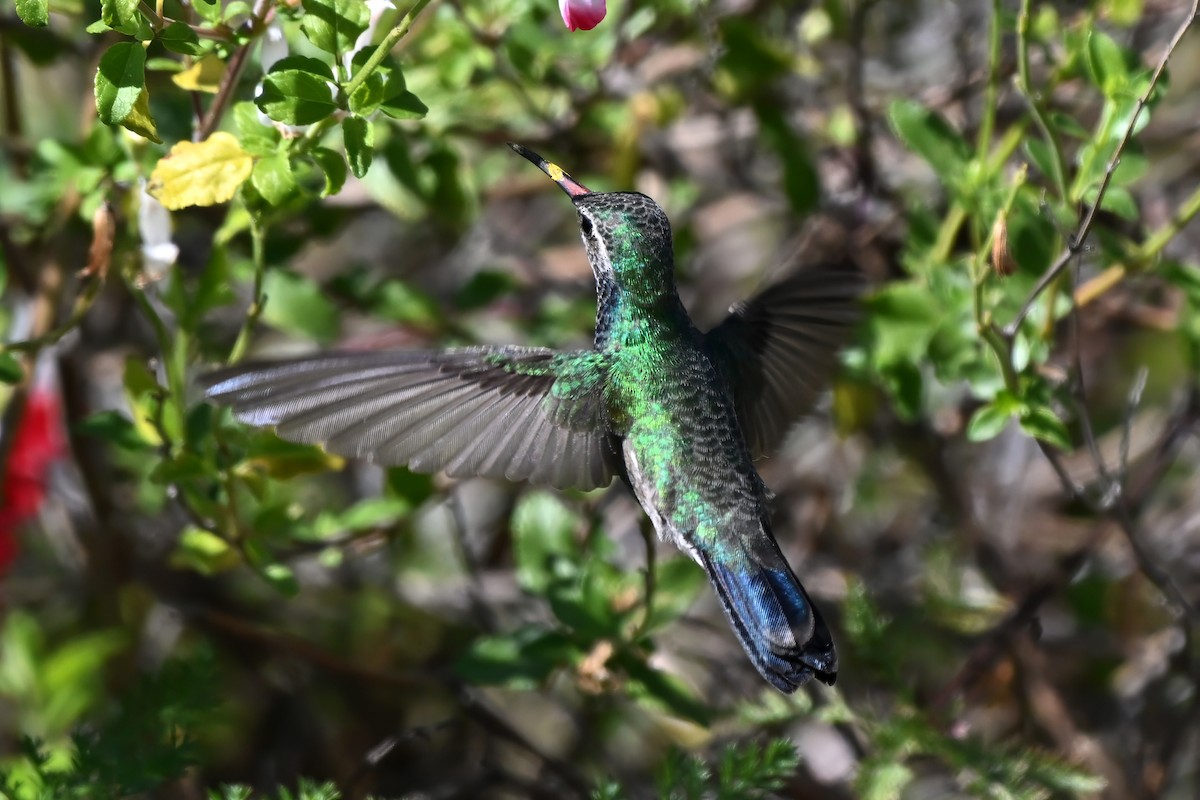 Broad-billed Hummingbird - Dave Kommel