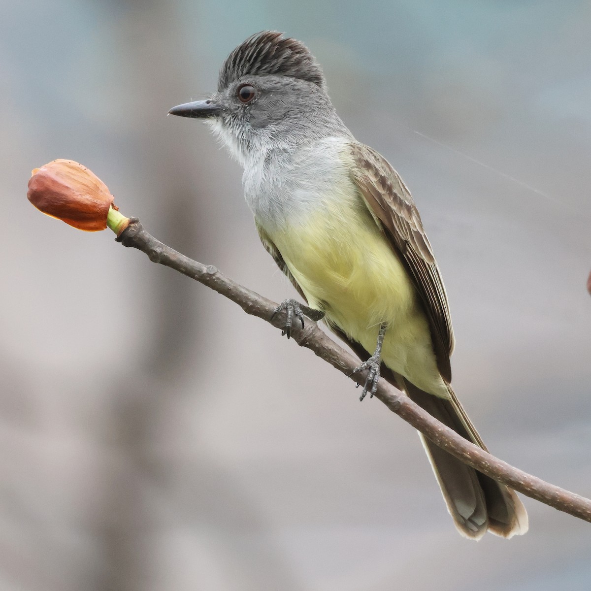 Sooty-crowned Flycatcher - ML615791025