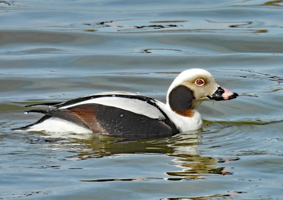 Long-tailed Duck - ML615791154