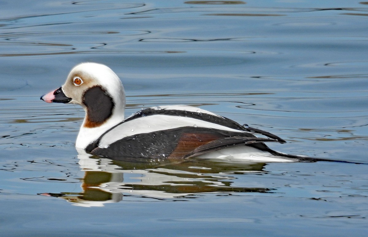 Long-tailed Duck - ML615791155