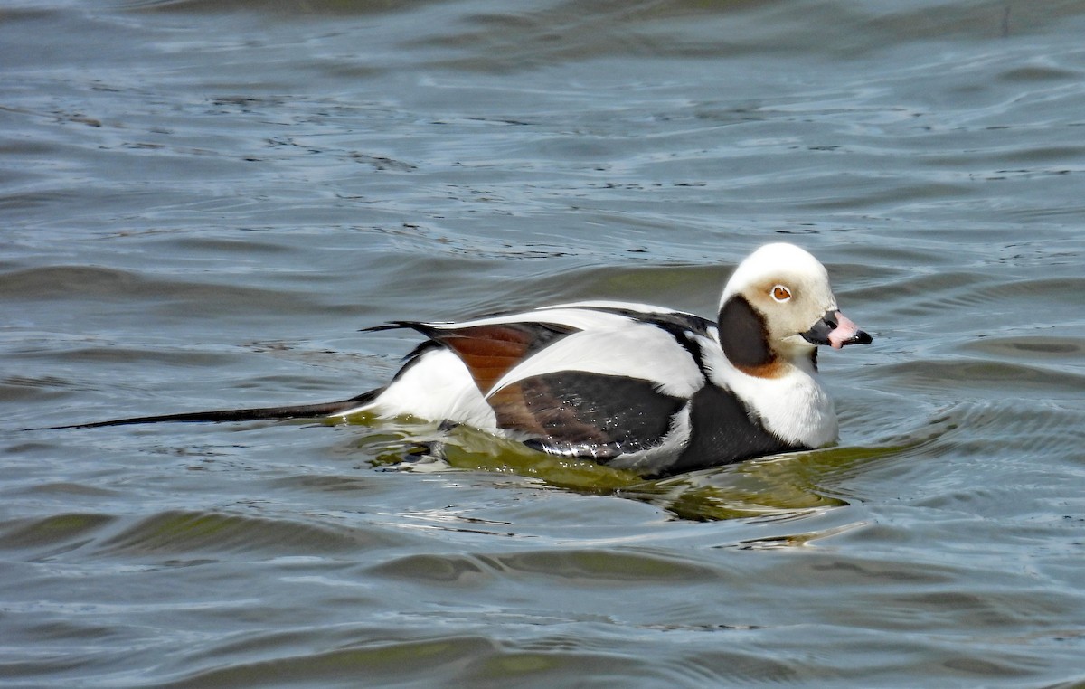 Long-tailed Duck - ML615791156
