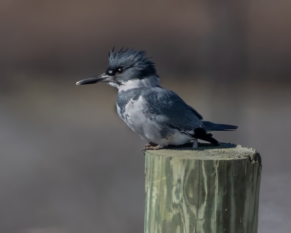 Belted Kingfisher - ML615791336