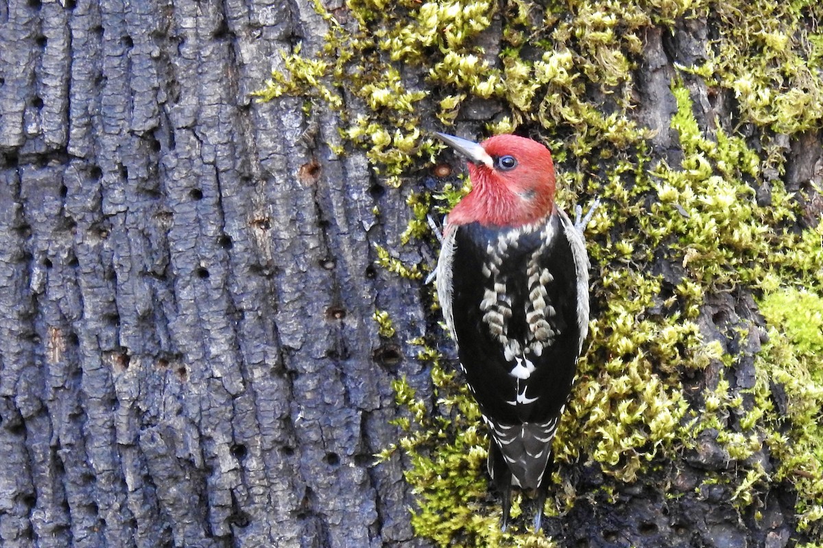 Red-breasted Sapsucker - ML615791349