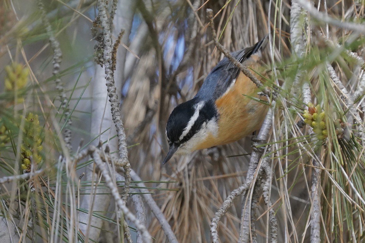 Red-breasted Nuthatch - ML615791471