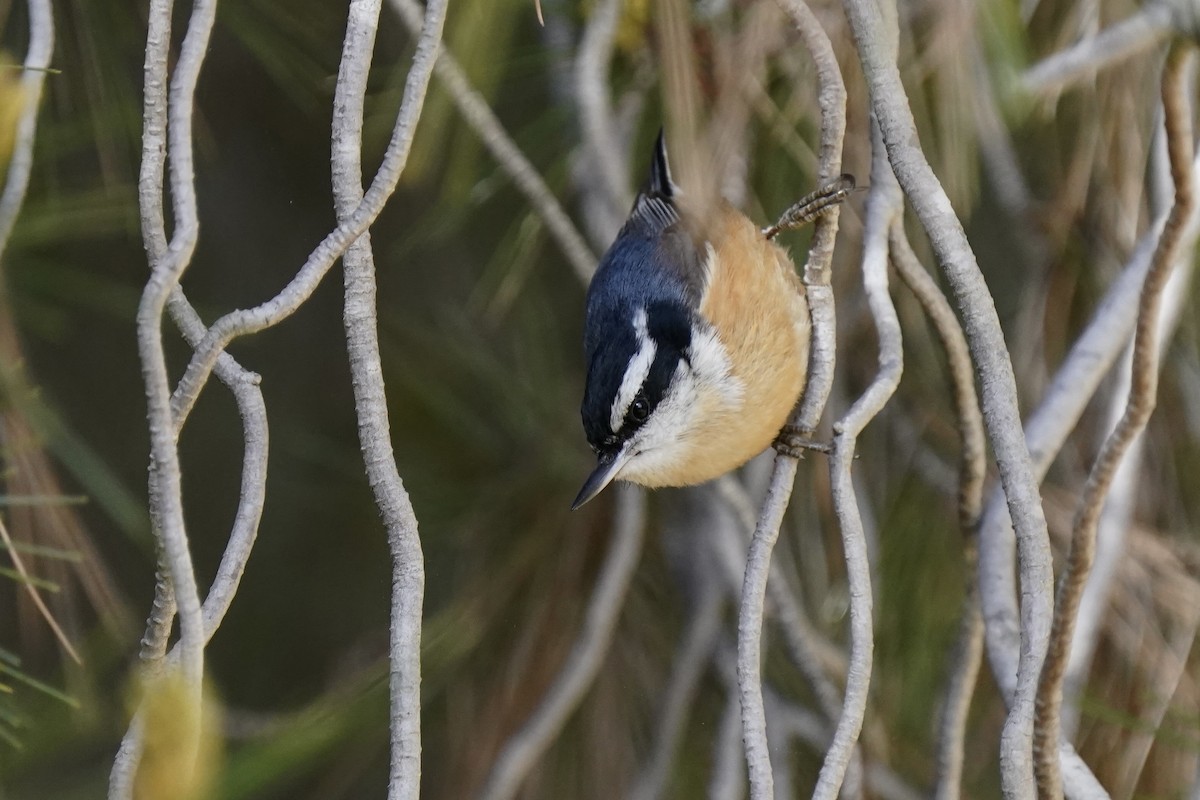 Red-breasted Nuthatch - ML615791472