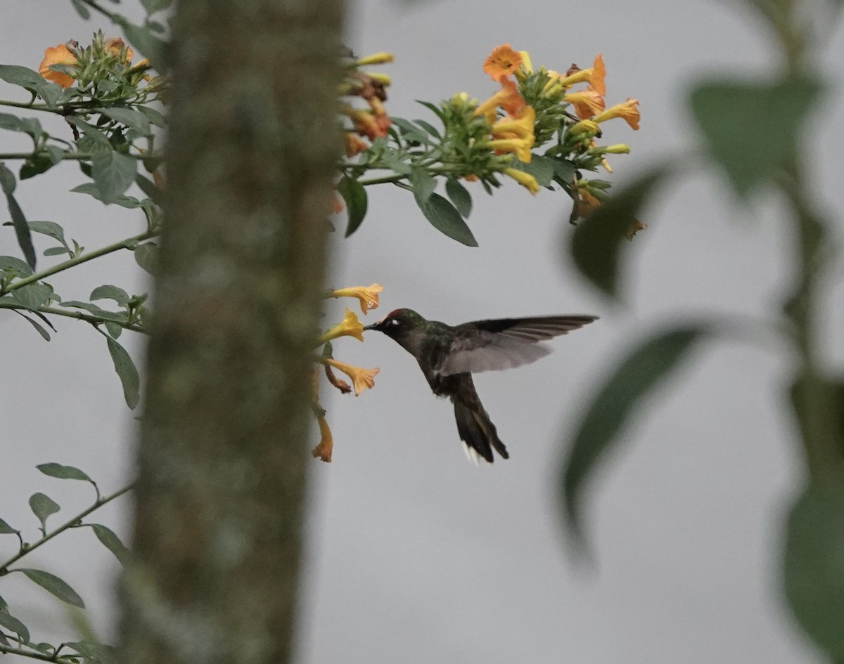 kolibřík čepičatý - ML615791613