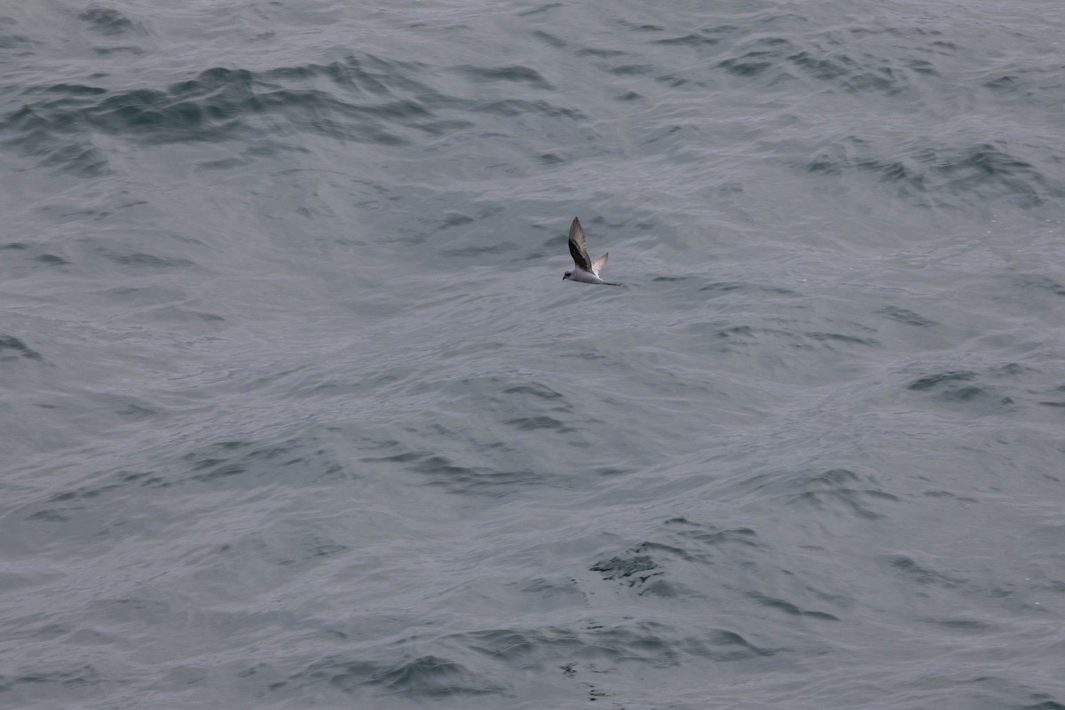 Fork-tailed Storm-Petrel - ML615791728