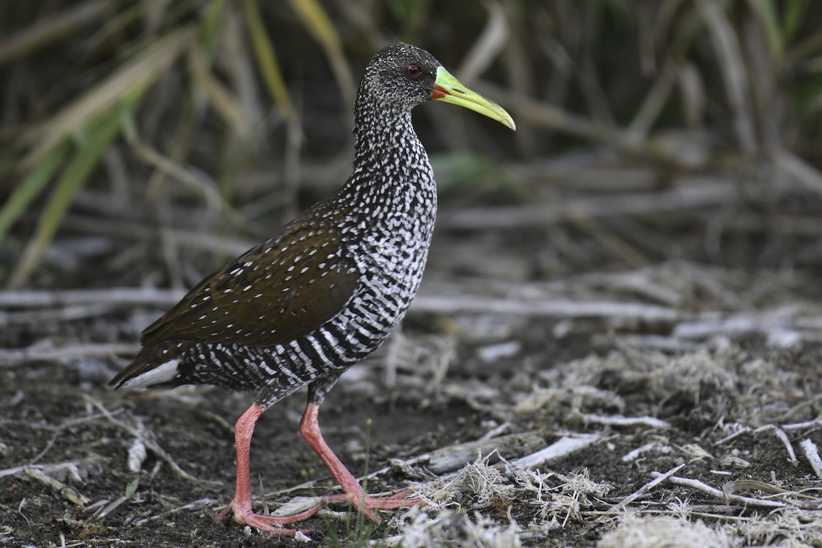 Spotted Rail - ML615791761