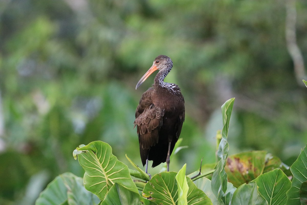 Limpkin (Brown-backed) - ML615792181
