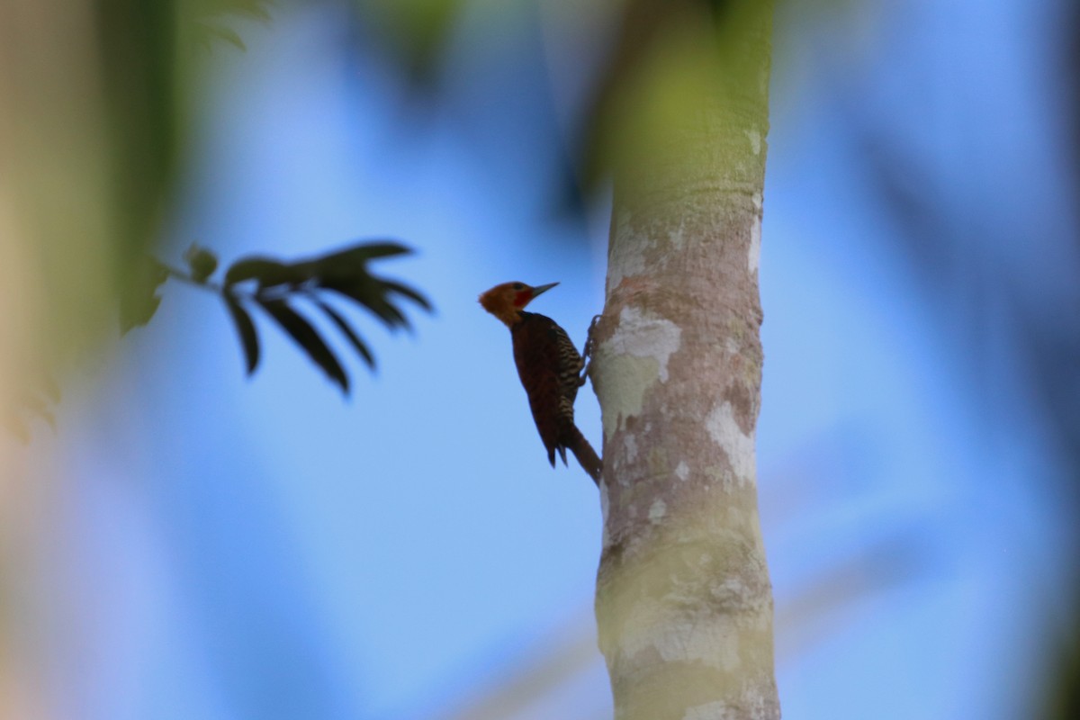 Ringed Woodpecker (Amazonian Black-breasted) - ML615792375