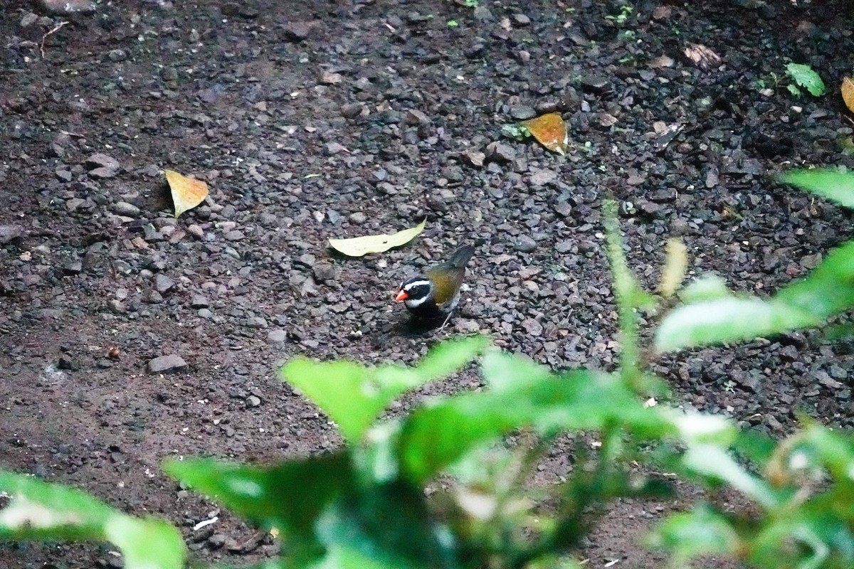 Orange-billed Sparrow - ML615792477