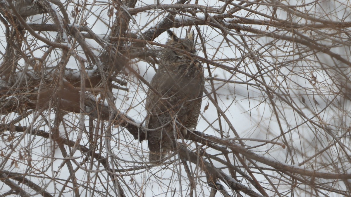 Great Horned Owl - ML615792832