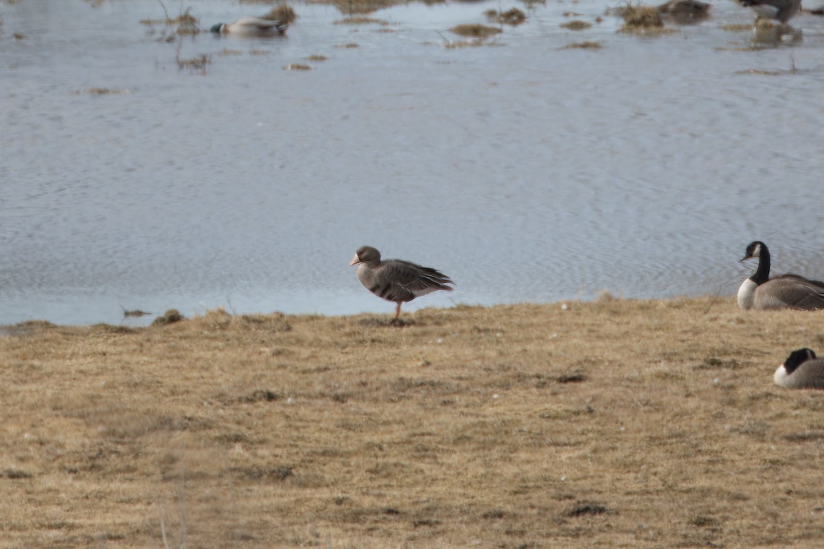 Greater White-fronted Goose - ML615792843