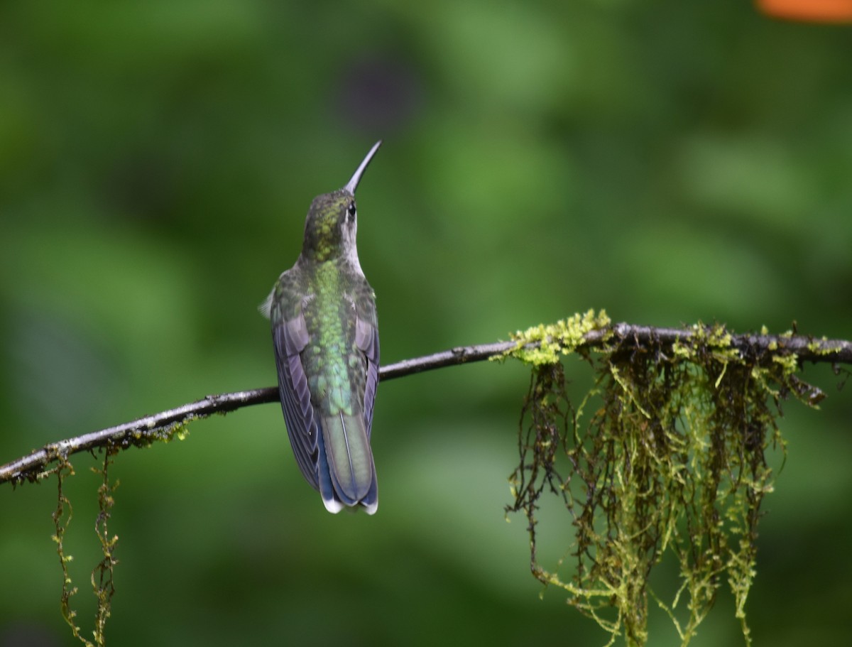 kolibřík nymfový - ML615792948
