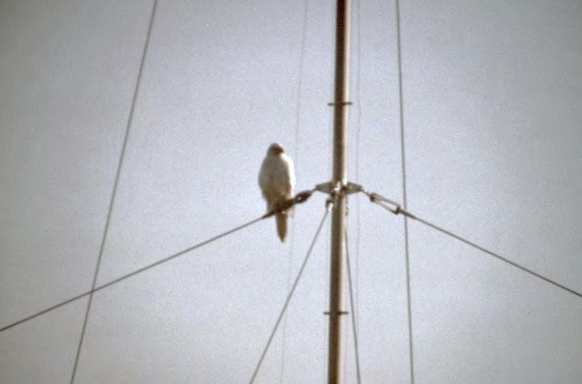 Eurasian Goshawk - Alaska Historical Records