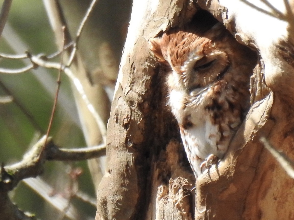 Pennsylvania Bird Atlas Checklist 8 Mar 2024 Brodhead Creek Park
