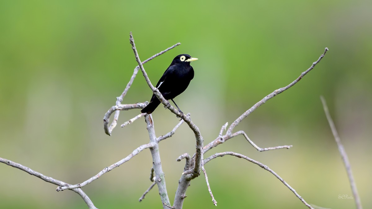 Spectacled Tyrant - ML615793598